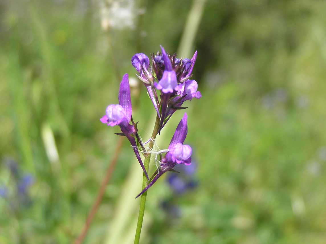 Linaria pellisseriana